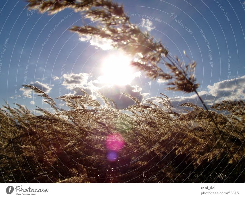 ray of hope Cornfield Clouds Air Grass Sky Sun Freedom Bright spot Movement Wind Grain