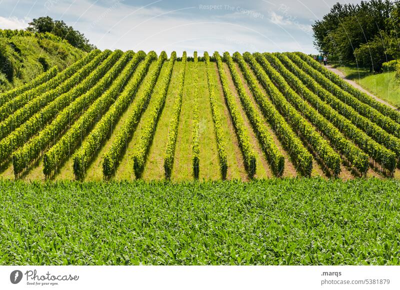 vines Line Horizon Sky Beautiful weather Summer Kaiserstuhl Vine Vineyard Wine growing Hill Landscape Nature Rural vineyards Vines Agriculture Relaxation Row