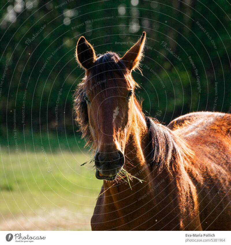 Portrait of brown horse in sunlight Sun country Beauty & Beauty Elegant Animal motifs Pet Sunlight rural scene Picturesque Landscape Colour photo Exterior shot