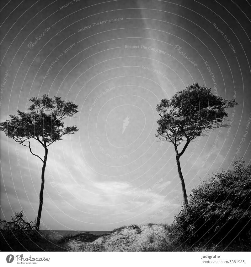 western beach Wind cripple Tree Western Beach Darss Beach dune Baltic Sea coast naturally Wild Landscape Nature Environment trees Square Black & white photo