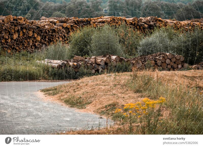 Logs felled forest Tree trunk Wood Environment Climate change Forest Timber Forestry Logging tree trunks Forest death forestry workers Lumberjack Firewood