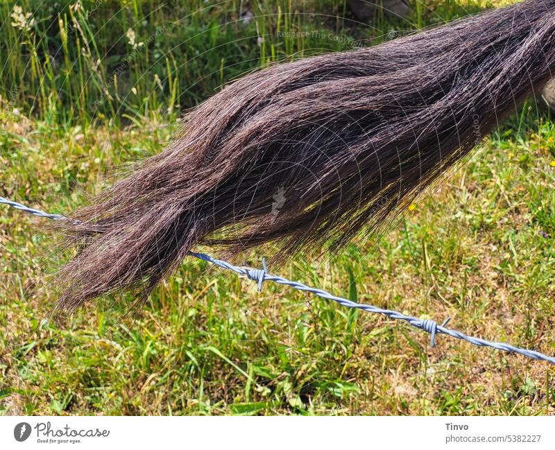 roaming horse tail over barbed wire fence horse's tail ramble Barbed wire Lawn Willow tree paddock hair Wild Nature Environment exterior view of buildings Grass