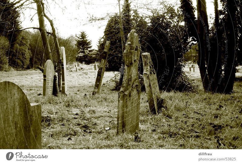 graveyard Grave Tombstone Tree Coffin Grief Cemetery Undead Loneliness Calm England Meadow Still Life Religion and faith Deities Devil Death Spook