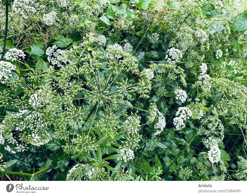 Blooming goutweed meadow in the rain Aegopodium podagria Meadow Nature naturally Green Blossom White bitter substances salubriously Rain Wet leaves Plant Flower