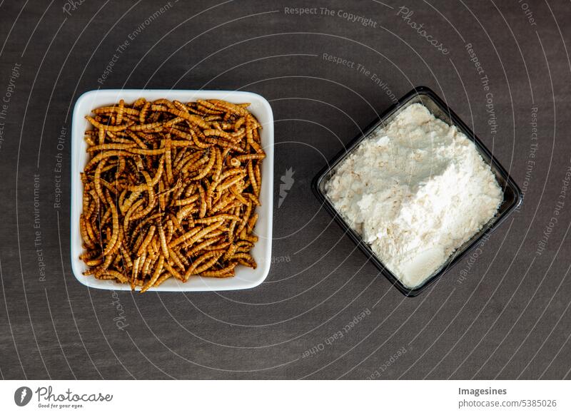 Snack insects. Mealworm larvae for food and a bowl of larvae flour. Mealworms, crustaceans Tenebrio molitor, freeze-dried for nibbling. Roasted worms. Roasted mealworms. Animal snack concept