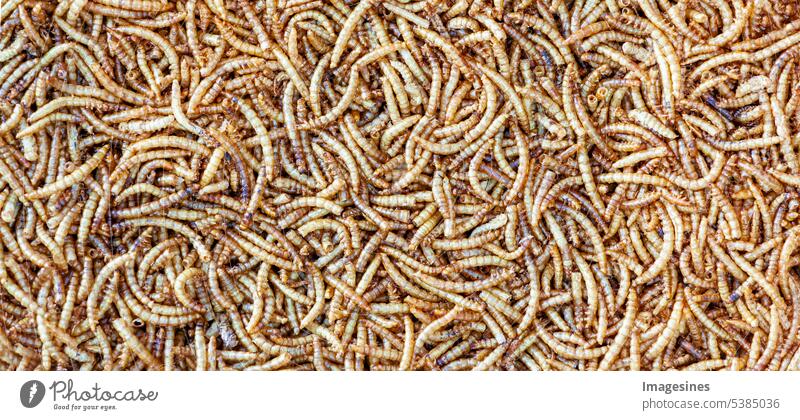 Full image of dried mealworms. Texture mealworms background. Animal snack concept full screen Dried texture Worms Birdseed backgrounds Beetle Biology Brown