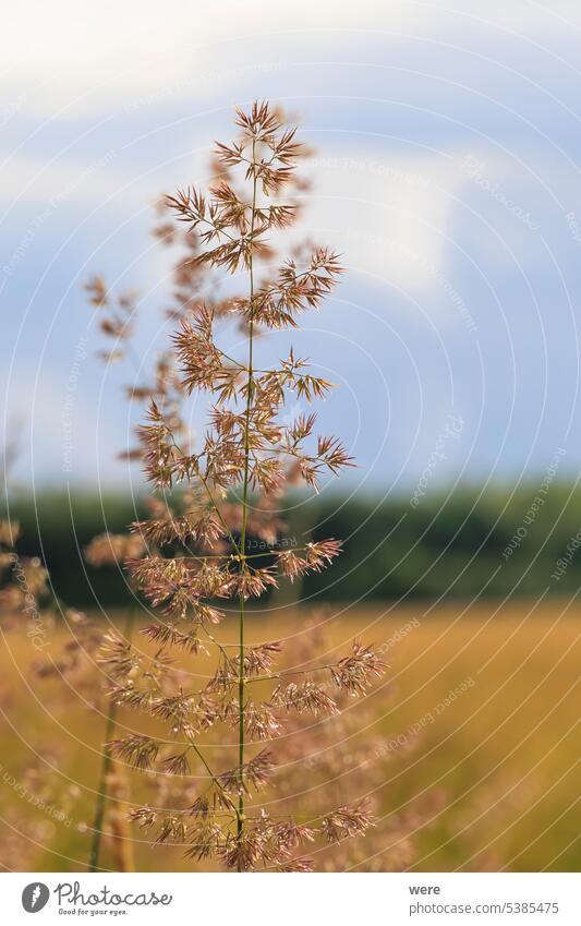 A blade of grass with dewdrops glistens in the sun in Siebenbrunn near Augsburg Drops H2O Liquid copy space fluid fresh glitter meadow nature nobody sparkle