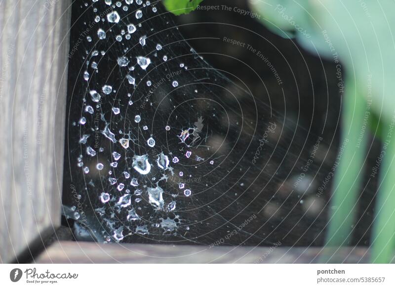 water drops in a spider web in a raised bed Spider's web Drops of water naturally Earth Vegetable extension Nature Green Garden Growth Rain raindrops Wet