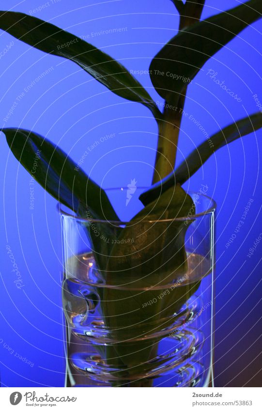 Curly vase 2 Plant Leaf Stalk Vase Circle Spiral ikea Glass