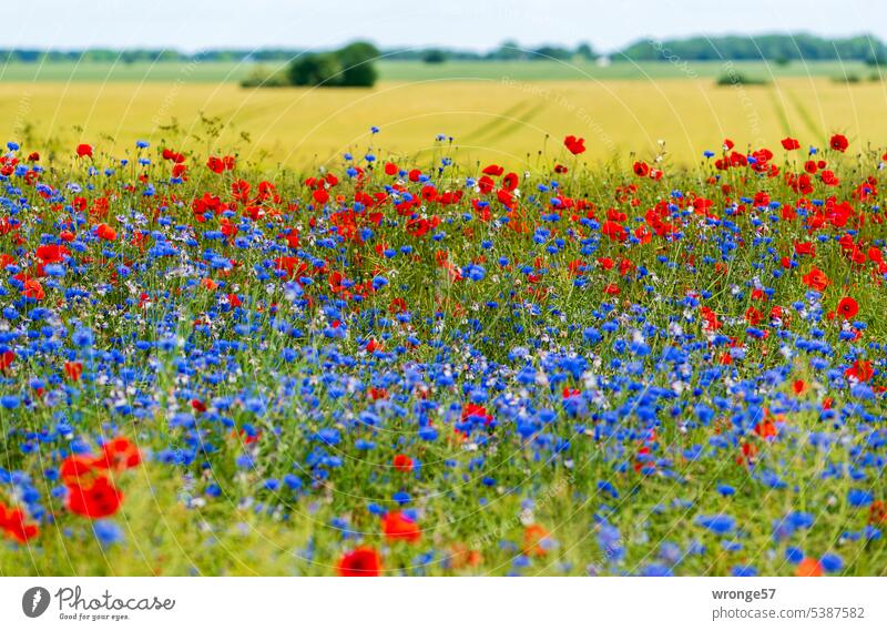 Field edge with a red and blue stripe poppies and cornflowers Margin of a field Field margins Poppy Poppy blossom Summer Plant Corn poppy Exterior shot