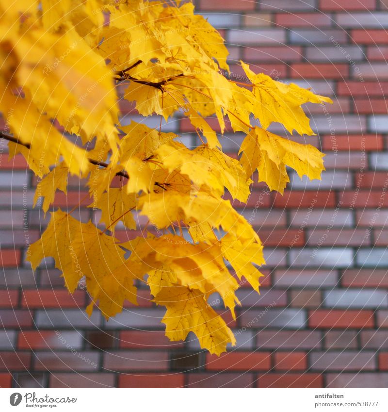 plant | in autumn colours Nature Autumn Beautiful weather Wind Tree Leaf Chestnut Town House (Residential Structure) Wall (barrier) Wall (building) Brick