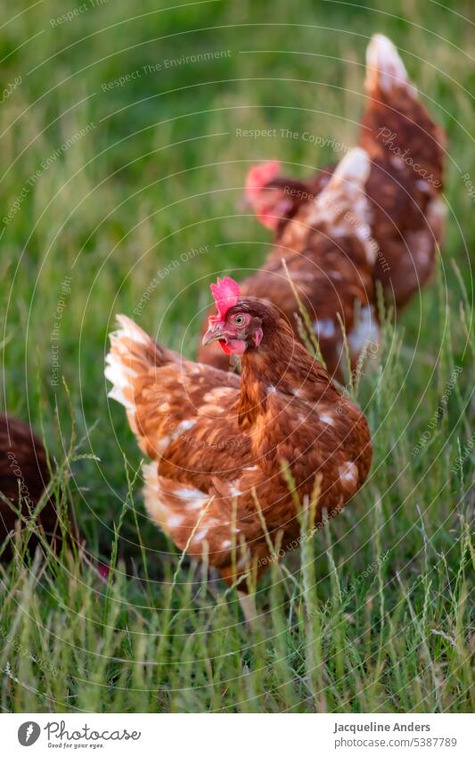 happy free range chickens on the meadow Free-range rearing Ecological Poultry Barn fowl Keeping of animals Farm Organic farming Agriculture Biological