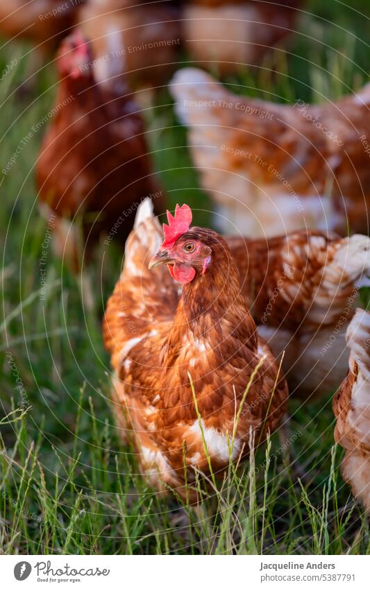 happy free range chickens on the meadow fortunate fowls hen Brown Meadow Free-roaming Poultry Free-range rearing Ecological Barn fowl Keeping of animals Farm