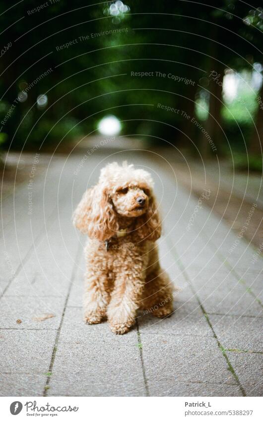 A poodle looking to the side and sitting on a sidewalk. Dog sedentary Poodle off Analog Depth of field Colour photo Exterior shot Pet Animal portrait Cute Pelt