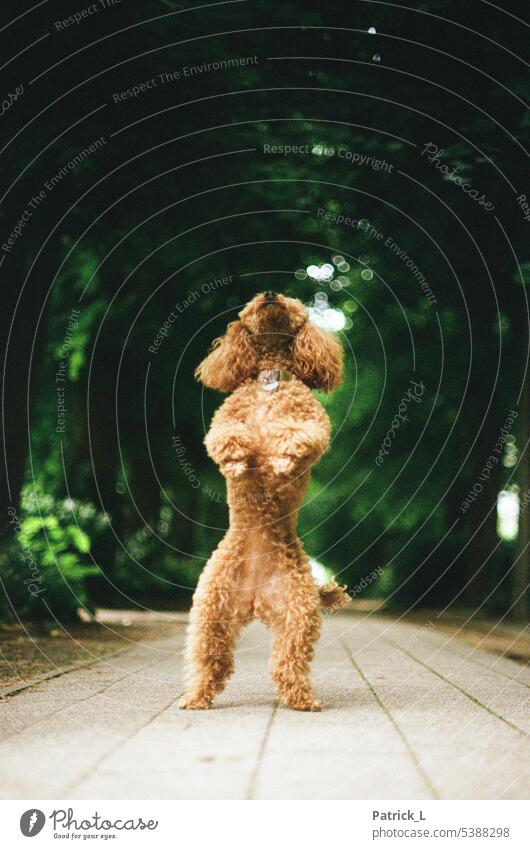 A poodle standing on its hind legs. Dog Poodle off Analog Depth of field Colour photo Exterior shot Pet Animal portrait Cute Pelt Love of animals Brown Looking