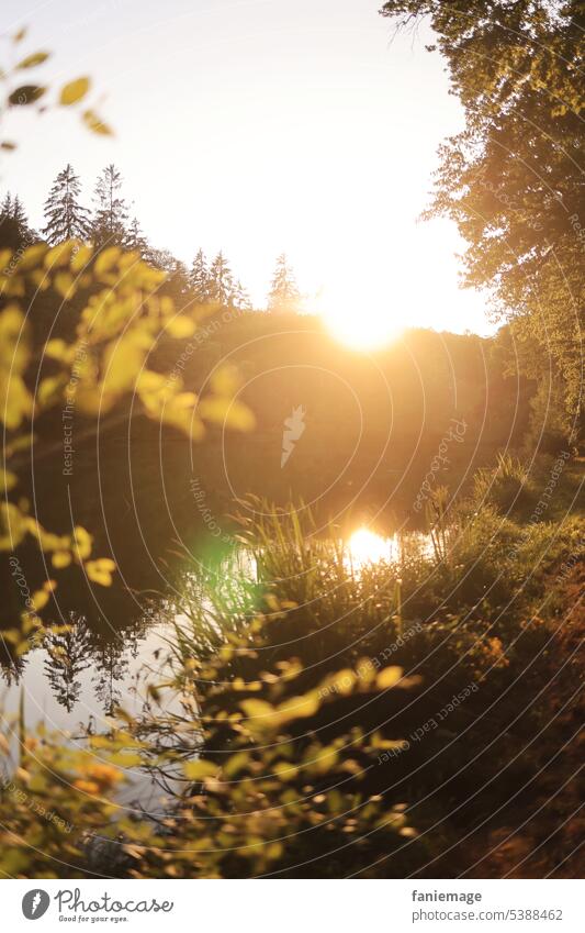 Sommerabend am Weiher Sonnenlicht Wärme abends Sonne tanken golden gelb Blätter Natur Schilf See Teich Wald Gras Baum Tiefenunschärfe Dickicht Sonnenuntergang