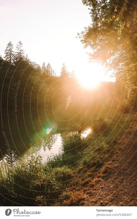 Sommerabend am Weiher II abends Wärme gold Sonne Sonnenstrahlen Waldboden Schilf Wasser See Teich Park Tannen Reflexion Spiegelung Hitze entspannen Ruhe Idylle