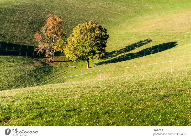 late summer Tree 2 Meadow Shadow Sunlight Idyll Landscape Nature Beautiful weather Environment Grass