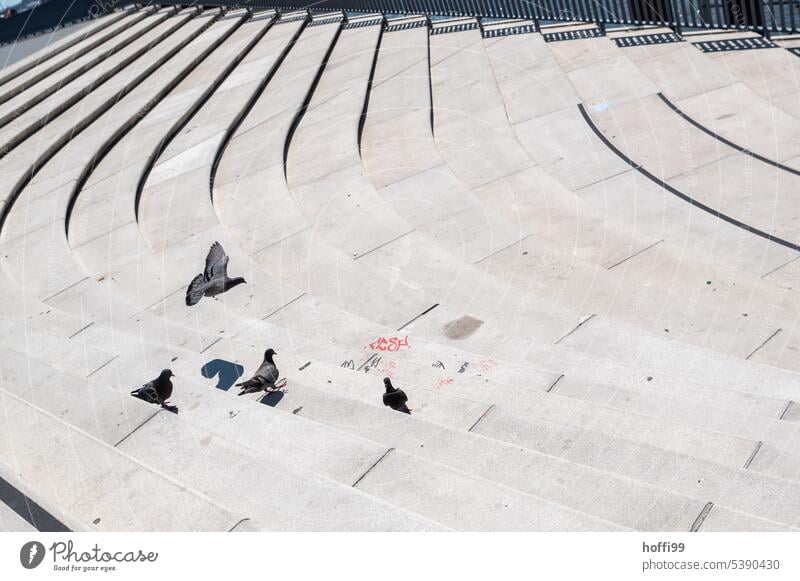 Pigeons on stairs in the glaring sunlight of summer pigeons Stairs Bright a lot of space ardor glistening light Shadow Deserted Sunlight Light Places Town