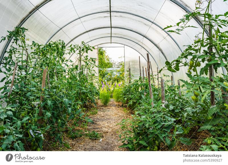Tomato bushes grow in a rural greenhouse in the backyard of a village house country tomatoes vegetables growing crops agriculture farm countryside
