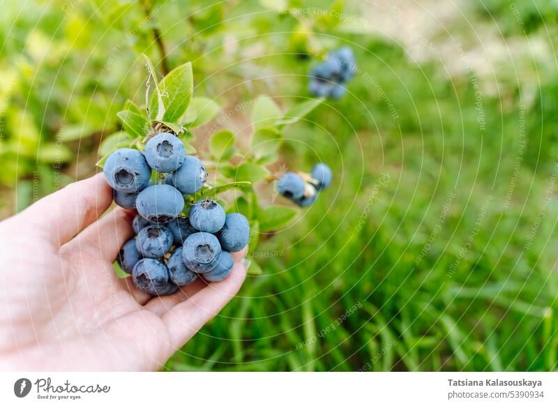 A woman's hand holds a branch with blueberries in an orchard bunches bush fruit harvest ripe female holding fresh summer farm Blueberry Tree Blueberry Plant