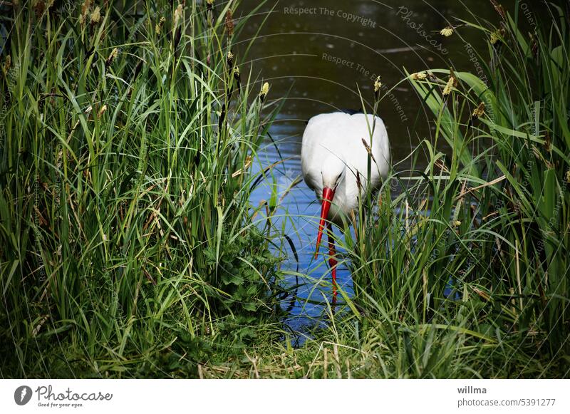 Where the stork hears the grass grow, the frogs fall silent Stork White Stork bank River bank reed grass Body of water Pond adebar Beak Migratory bird Bird