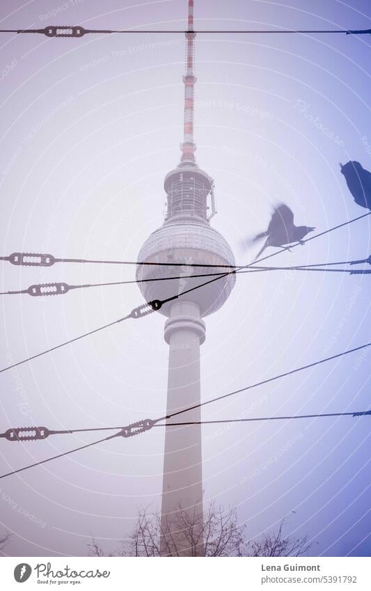 Berlin television tower with birds Berlin TV Tower Alexanderplatz Downtown Berlin Capital city Architecture Sky Sightseeing Tourist Attraction Tourism Germany