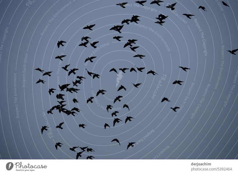 Common flying time in Queensland Birds fly Flying Animal birds Wild animal Flock Grand piano Flock of birds Nature Freedom Exterior shot Sky Movement