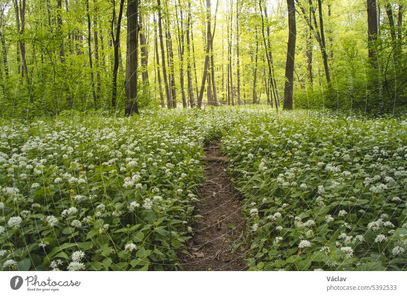 Forest covered with flowering white bear garlic, Allium ursinum, during the spring months. The white flowers give the forest a supernatural quality ostrava