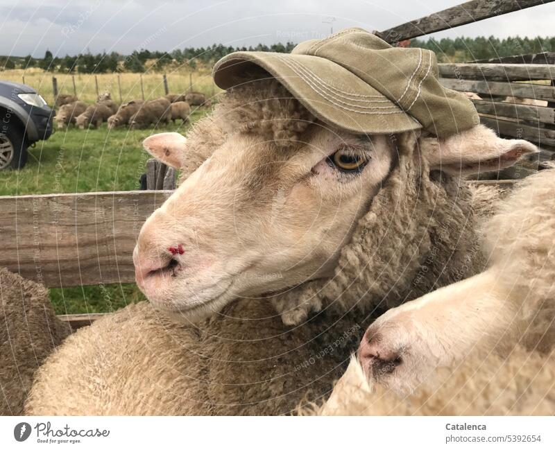 A fancy sheep Keeping of animals Agriculture Willow tree Plant Grass grasslands prairie Farm animal Animal naturally Day Landscape Environment Exterior shot