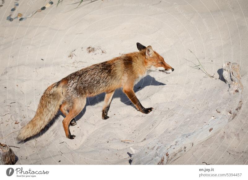 wild fox on beach at baltic sea - a Royalty Free Stock Photo from