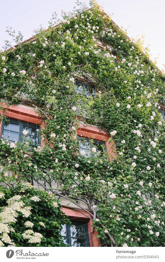Haus mit rankenden Rosen Ranken Bamberg Romantisch Dornröschen Märchen Blumen Blüten Pflanzen Sommer Schmuck Deko Architektur Natur Wachsen Gedeihen