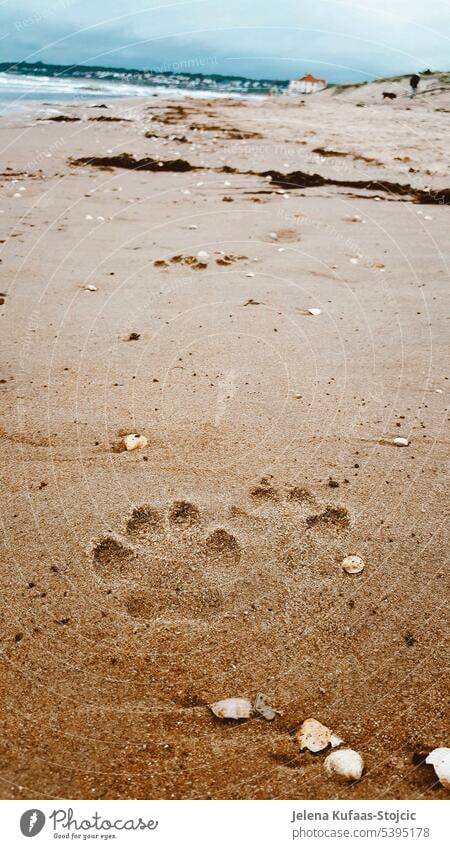 Dog Paw Prints Dirt Royalty-Free Images, Stock Photos & Pictures