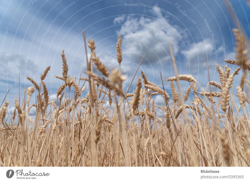 Cereals with blue sky Cereal field Gold Vegetarian diet Yellow Sun Wheat Field Cornfield Summer our daily bread regional cultivation regional products