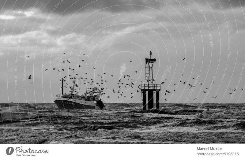 Fishing boat on the sea is circled by a flock of seagulls Ocean fishing cutter Cutter North Sea Buoy Maritime ship Water Waves Lake Fishery Fisherman