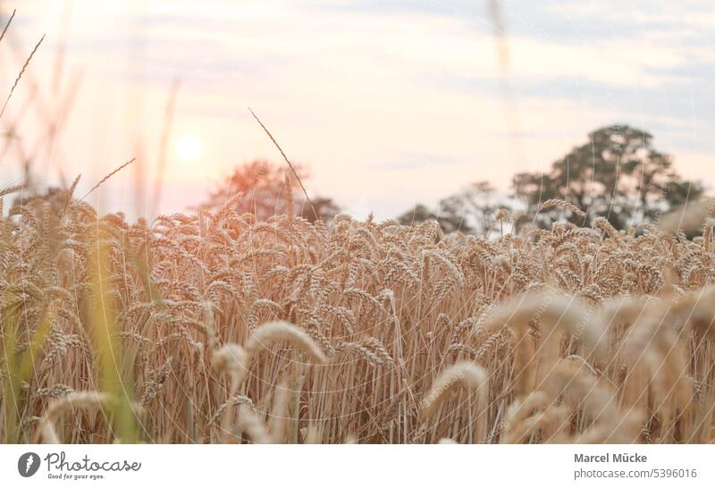Wheat fields in the evening sun. The sun is setting over the field. Wheatfield Wheat straws triticum aestivum Grain Harvest harvest season golden Summer