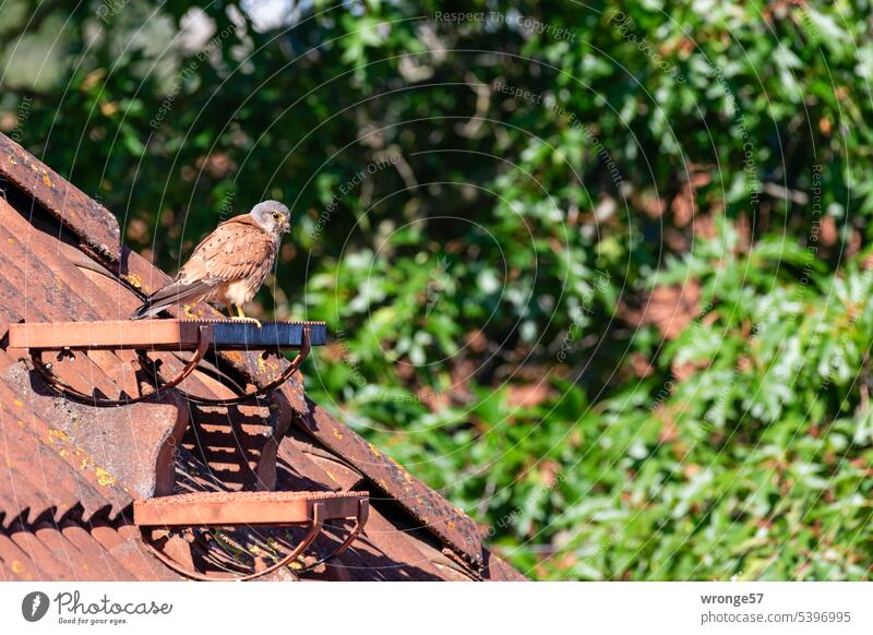 Kestrel sitting on the roof of a house opposite Bird Animal Falcon Bird of prey Town Urban space Habitat Exterior shot Deserted house roof Roof Tiled roof