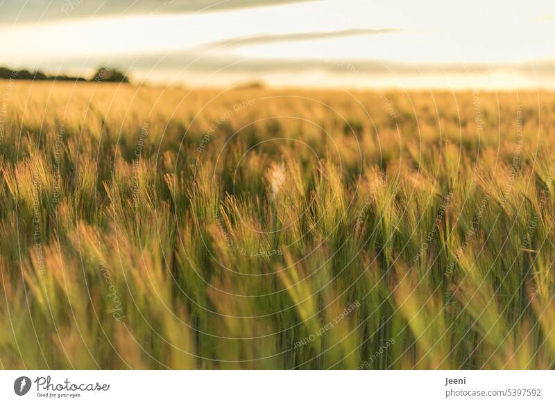 Whims of nature | grain field in the wind Barleyfield Plant Green naturally Gold Bread hunger Bread for the world Grain Field Ear of corn Summer Agriculture