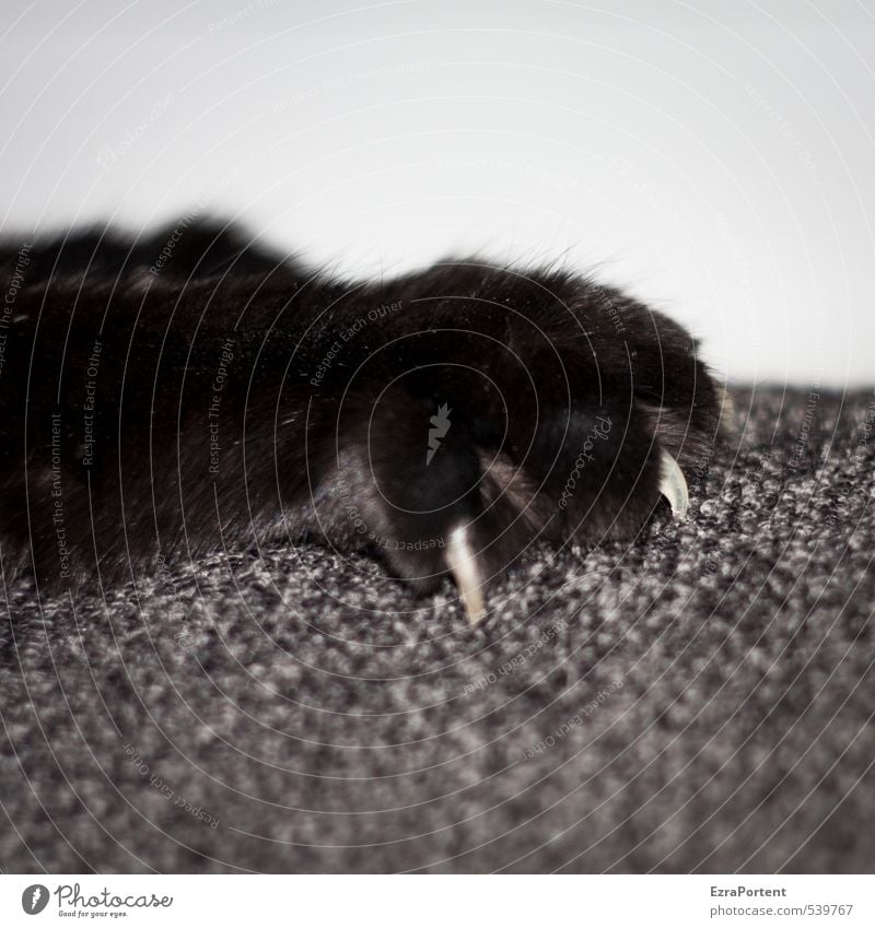 man it sofa, maaann Animal Pet Cat Pelt Claw Paw 1 To hold on Lie Rebellious Gray Black White Cute Colour photo Black & white photo Subdued colour Interior shot
