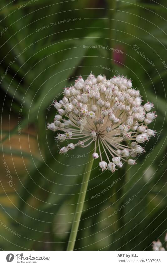 simply already faded botanical wonder diversified purple asterisk seeds stars Wonders of nature Close-up detail Garden Season many seeds allium