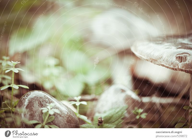In a forest near you Nature Plant Autumn Beautiful weather Mushroom cap Exceptional Simple Exotic Fresh Glittering Cold Small Near Wet Slimy Brown Green