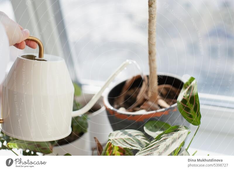 watering plants with watering can closeup. Gardening urban jungle hobby. Woman taking care of green house plants at home. abstract background botanical botany