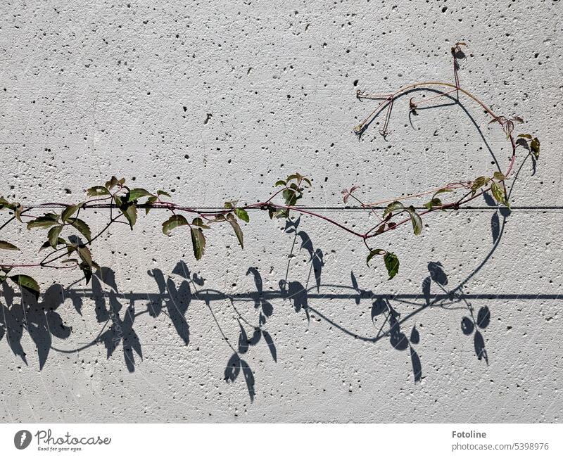 Climbing plant drawing, border drawn in pencil 17398720 PNG