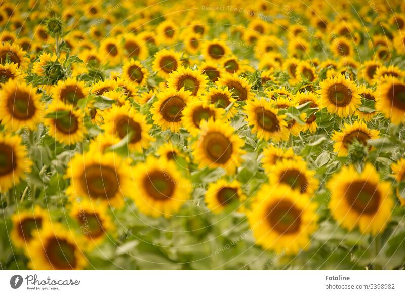 Crowded together, the sunflowers stand in a field, all looking in the same direction. Sunflower Sunflower field Summer Yellow Field Nature Flower Plant