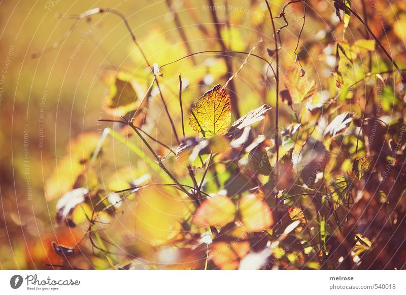 autumn lights Harmonious Relaxation Calm Hiking Trip Nature Sunlight Autumn Bushes Leaf Foliage plant Field Forest Dream Growth Brown Yellow Green Orange Moody