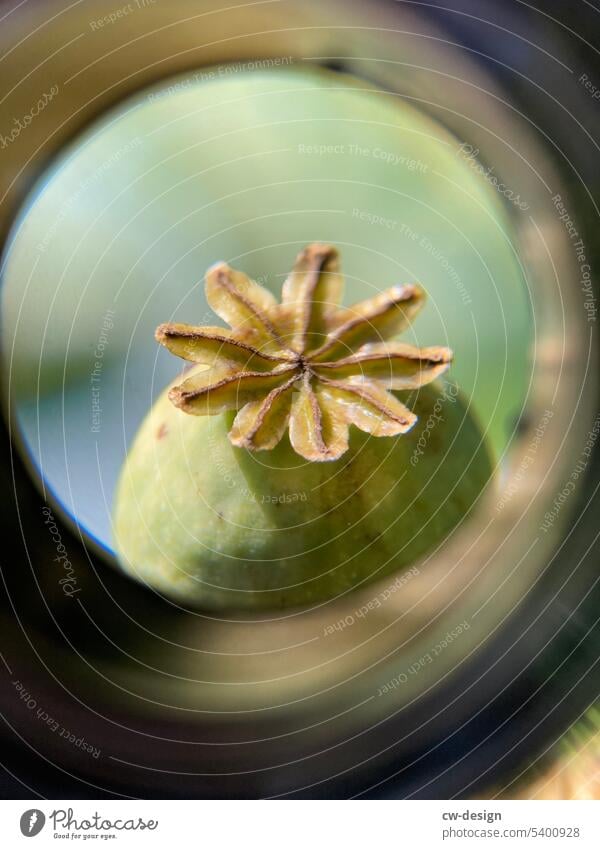 Poppy capsule viewed through a magnifying glass Capsule Cup magnifier Green Magnifying glass