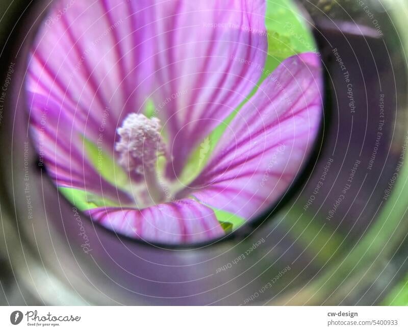 Plant viewed through a magnifying glass Green green stuff purple Cup magnifier