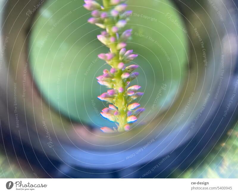 Plant viewed through a magnifying glass Green Magnifying glass Cup magnifier green stuff