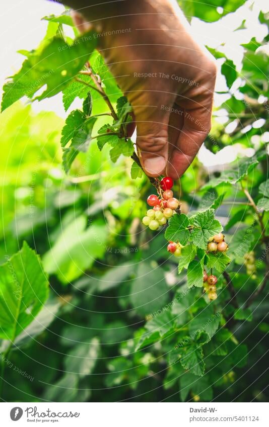 berry Redcurrant fruit reap salubriously Fruit Summer Fruity Vitamin-rich Healthy Fruit garden Garden Hand Pick