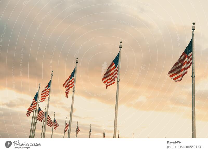 American flags in sunlight Americas Flag USA Patriotism American Flag Wind Flagpole Flags Sunlight Sunbeam Pride Blow